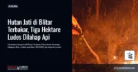 Hutan Jati di Blitar Terbakar, Tiga Hektare Ludes Dilahap Api