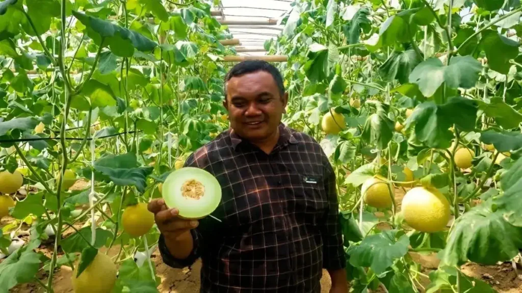 Melon Blitar Tembus Pasar Singapura, Bukti Pertanian Lokal Naik Kelas