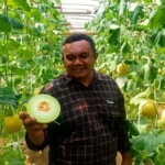 Melon Blitar Tembus Pasar Singapura, Bukti Pertanian Lokal Naik Kelas