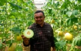Melon Blitar Tembus Pasar Singapura, Bukti Pertanian Lokal Naik Kelas