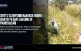 Sertu Sugiyono Babinsa Waru Bantu Petani Jagung di Pamekasan