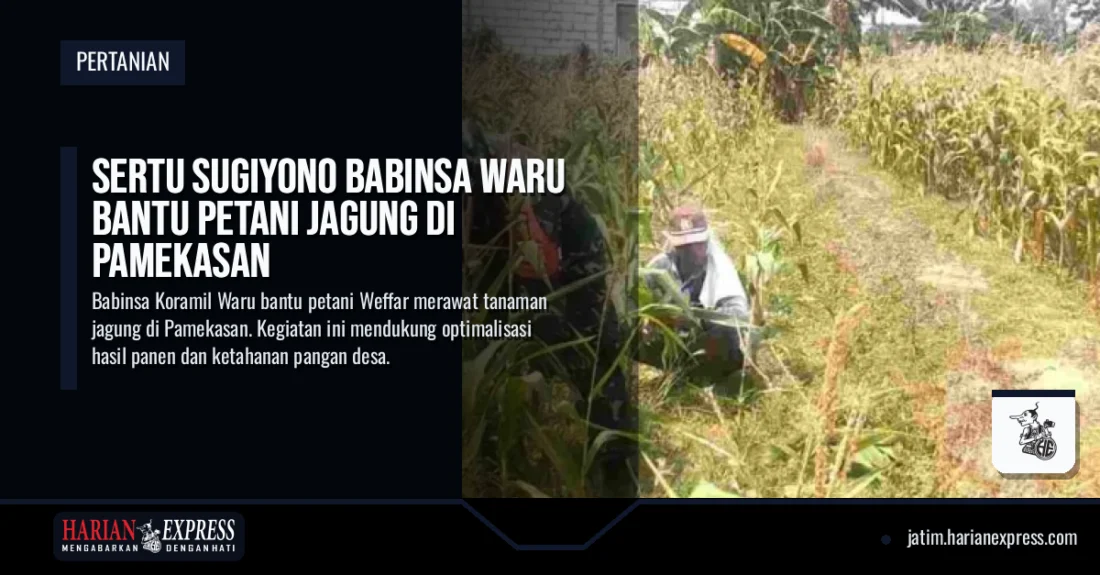 Sertu Sugiyono Babinsa Waru Bantu Petani Jagung di Pamekasan