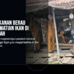 Dinas Perikanan Berau Selidiki Kematian Ikan di Sungai Segah