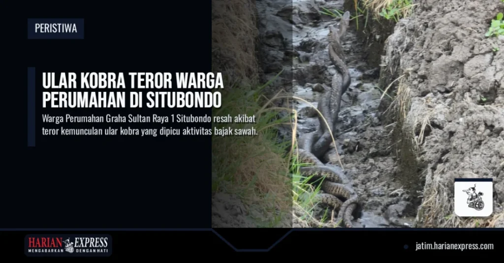 Ular Kobra Teror Warga Perumahan di Situbondo