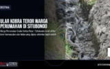 Ular Kobra Teror Warga Perumahan di Situbondo
