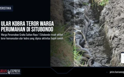 Ular Kobra Teror Warga Perumahan di Situbondo