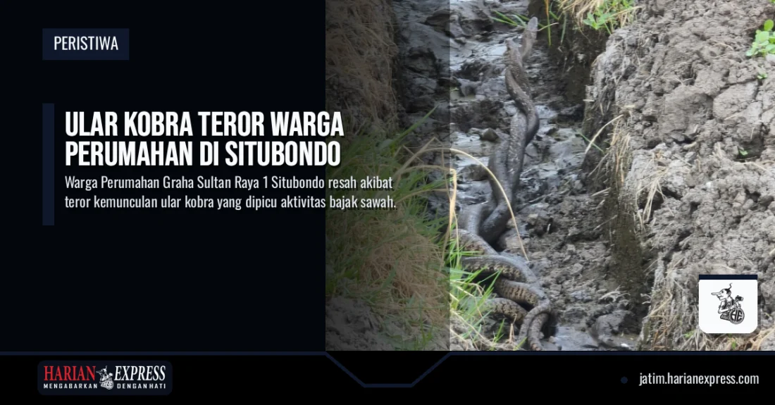 Ular Kobra Teror Warga Perumahan di Situbondo